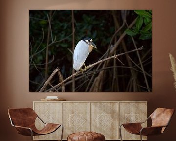 Heron | Bird | Boat- Billed Heron Cochlearius | Mexico | Wildlife by Kimberley Helmendag