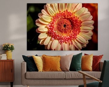 Gerbera sur Rob Boon