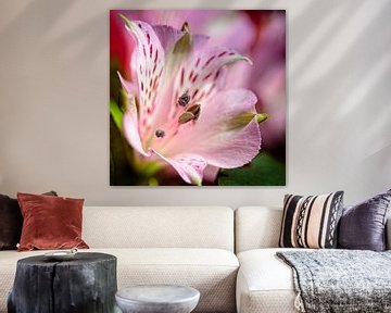 Alstroemeria by Rob Boon