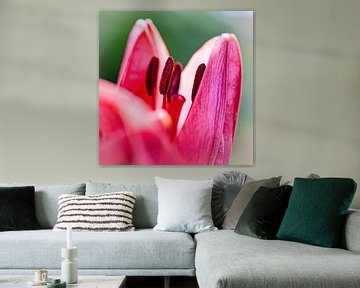 Stamens pink Lily by Rob Boon