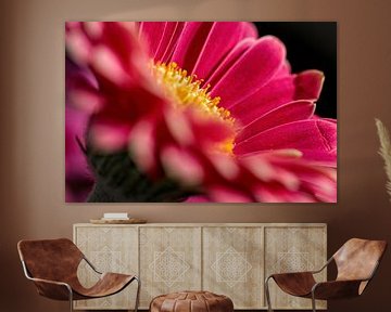 Gerbera von Rob Boon