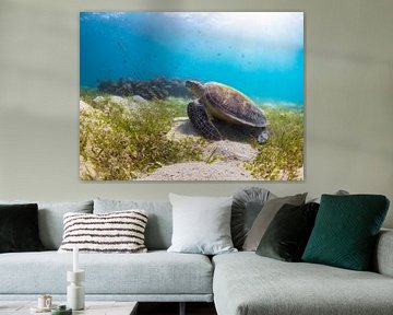 Een zeeschildpad die aan het genieten is van de zon tussen het zeegras