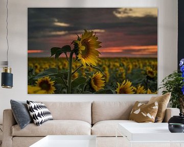 Tournesols au coucher du soleil