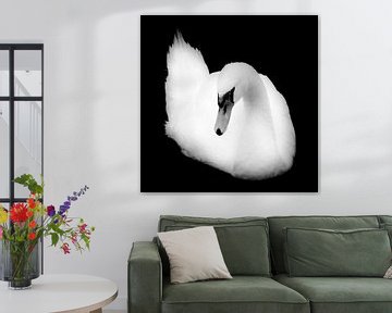 Porträt eines Höckerschwans (schwarz-weiß)