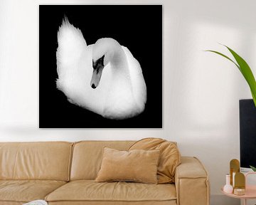 Porträt eines Höckerschwans (schwarz-weiß)