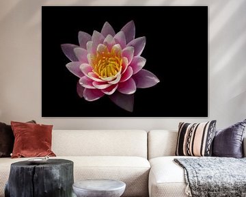 Emerging water lily by marlika art