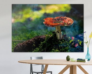 Natuur Paddestoelen van Johnny Flash