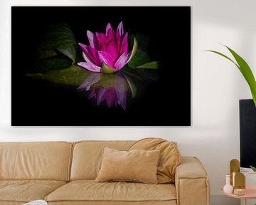 Splendid water lily in pink by marlika art