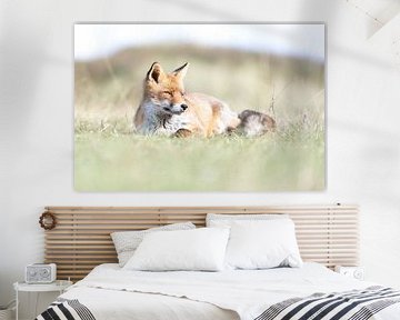 Fuchs im Rampenlicht | Wildlife Fotografie