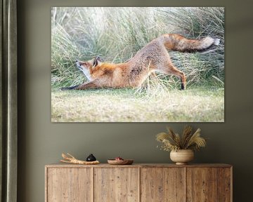 Fuchsstreckung | Wildlife Fotografie