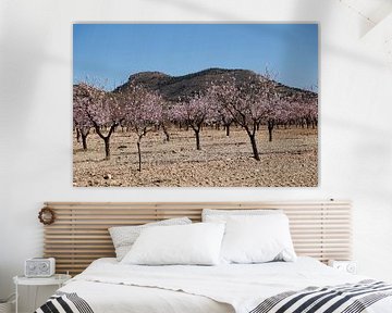 almond trees with blossoms by Cora Unk