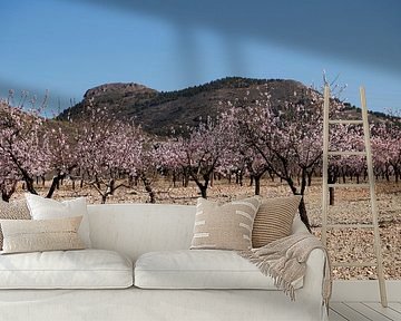 Mandelbäume mit Blüten von Cora Unk