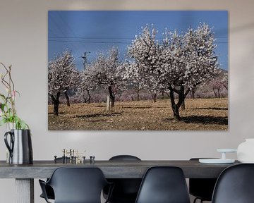 Flowering almond trees in a field by Cora Unk