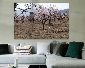Almond trees in bloom, spring in Spain by Cora Unk