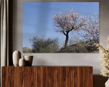 Flowering almond tree on a hill by Cora Unk
