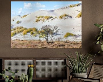 paysage de dunes avec du sable de dunes et de l'ammophile sur eric van der eijk