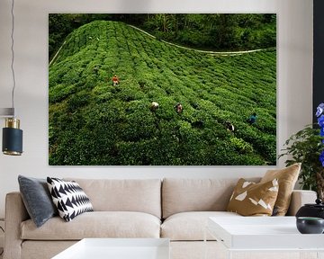 The tea plantations of Cameron Highlands by Jim Abbring