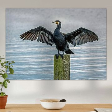 Aalscholver van Han van der Staaij