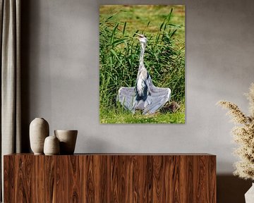 Blauwe reiger droogt zijn vleugels van Han van der Staaij