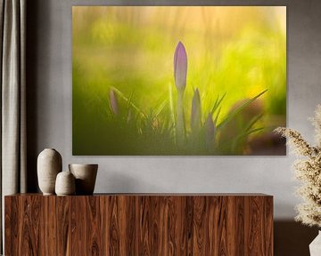 Krokusse im Frühling.
