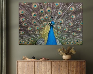 Pfau