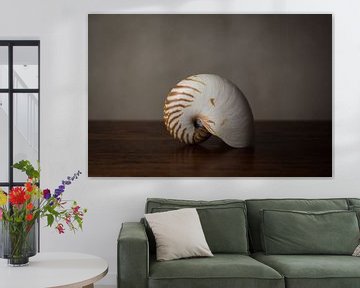 Still life shell by Emajeur Fotografie