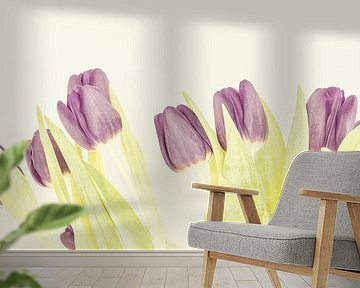 Violet tulips