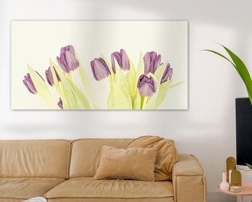 Tulipes violettes sur Michael Schulz-Dostal