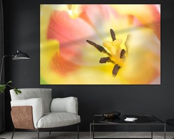 Tulpen aus Holland