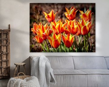 Tulipes sur Rob Boon