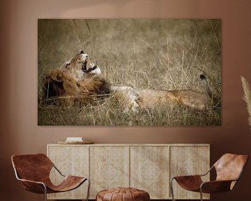 437 Lion Tanzania Serengeti - Scan From Analog Film by Adrien Hendrickx