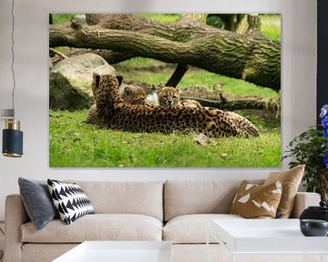 Gepard mit Junge