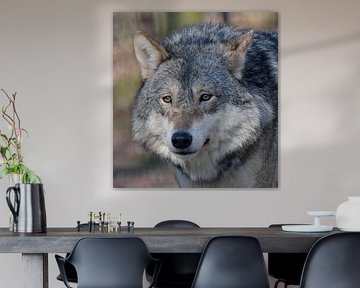 Europese wolf