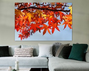 Esdoorn (Acer ), rode herfstbladeren aan een boom