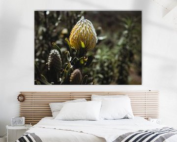 Protea | Reisfotografie | Kaapstad, Zuid-Afrika van Sanne Dost