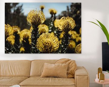 Fynbos met gele Protea's | Reisfotografie | Kaapstad, Zuid-Afrika van Sanne Dost
