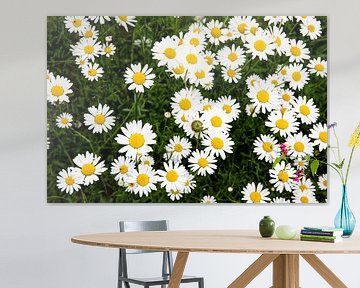 marguerites sur Jose Derks