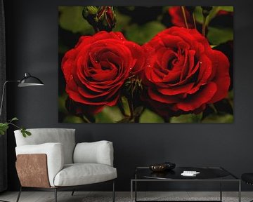 twee rode rozen met dauwdruppels van foto by rob spruit