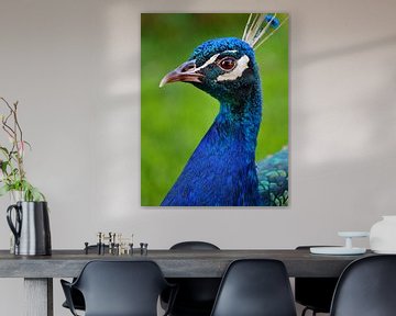 peacock