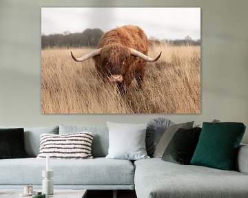 Hee hallo... Schotse hooglander stier is nieuwsgierig van KB Design & Photography (Karen Brouwer)