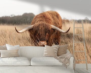 Hee hallo... Schotse hooglander stier is nieuwsgierig van KB Design & Photography (Karen Brouwer)