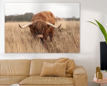 Hey hello... Scottish highlander bull is curious by KB Design & Photography (Karen Brouwer)
