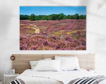 Blühendes Heideland Gasterse Duinen in Drenthe. von Marcel Jurian de Jong