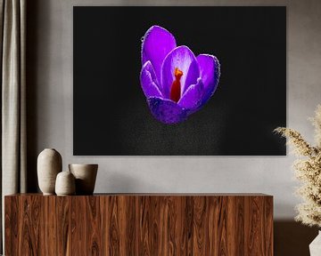 Crocus pourpre flottant sur Jolanda de Jong-Jansen