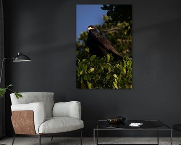 Faucon noir | Oiseau de proie | Mexique | Faune sauvage sur Kimberley Helmendag