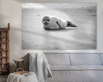 Zeehond op het Noordzeestrand van Joëlle Pekaar