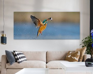 Kingfisher - Action in panoramic format by Kingfisher.photo - Corné van Oosterhout