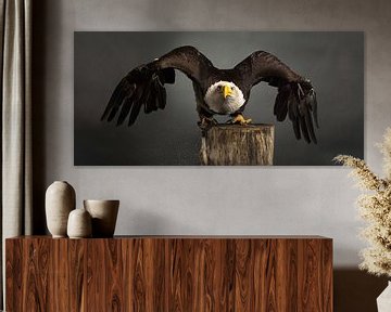 Studio-Porträt Amerikanischer Weißkopfseeadler grauer Hintergrund ausgebreitete Flügel von Leoniek van der Vliet