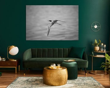 Common tern black and white version by Erwin van Eekhout