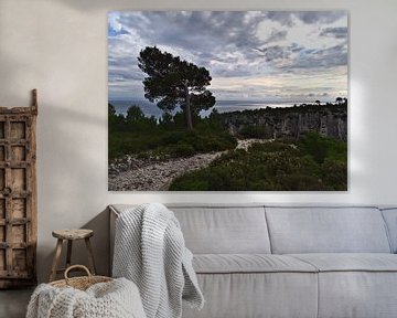 Calanques: pine in the wind by Timon Schneider